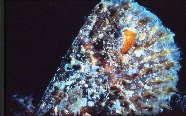 Cymatium parthenopeum